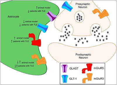 Astrocyte Glutamate Uptake and Signaling as Novel Targets for Antiepileptogenic Therapy